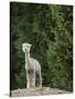 Usa, Washington State, Carnation. Alpaca.-Merrill Images-Stretched Canvas