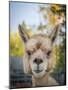 Usa, Washington State, Carnation. Alpaca.-Merrill Images-Mounted Photographic Print