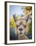 Usa, Washington State, Carnation. Alpaca.-Merrill Images-Framed Premium Photographic Print