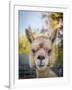 Usa, Washington State, Carnation. Alpaca.-Merrill Images-Framed Photographic Print