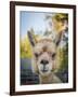 Usa, Washington State, Carnation. Alpaca.-Merrill Images-Framed Photographic Print