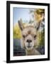 Usa, Washington State, Carnation. Alpaca.-Merrill Images-Framed Photographic Print