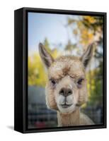 Usa, Washington State, Carnation. Alpaca.-Merrill Images-Framed Stretched Canvas