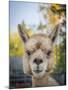 Usa, Washington State, Carnation. Alpaca.-Merrill Images-Mounted Photographic Print