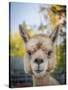 Usa, Washington State, Carnation. Alpaca.-Merrill Images-Stretched Canvas