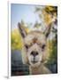 Usa, Washington State, Carnation. Alpaca.-Merrill Images-Framed Photographic Print