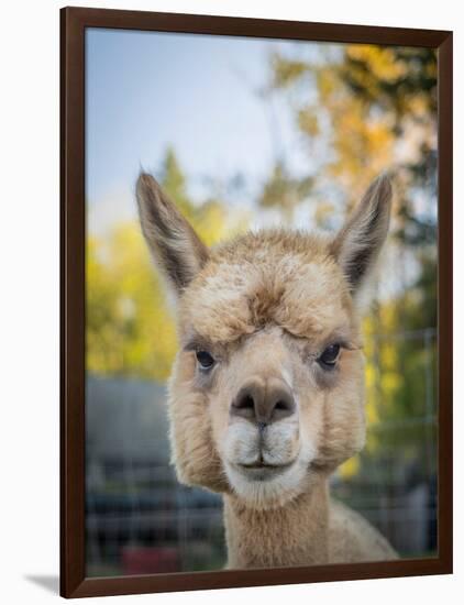 Usa, Washington State, Carnation. Alpaca.-Merrill Images-Framed Photographic Print