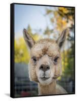 Usa, Washington State, Carnation. Alpaca.-Merrill Images-Framed Stretched Canvas
