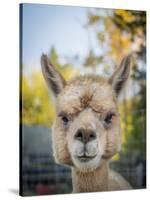 Usa, Washington State, Carnation. Alpaca.-Merrill Images-Stretched Canvas