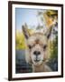 Usa, Washington State, Carnation. Alpaca.-Merrill Images-Framed Premium Photographic Print