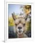 Usa, Washington State, Carnation. Alpaca.-Merrill Images-Framed Premium Photographic Print