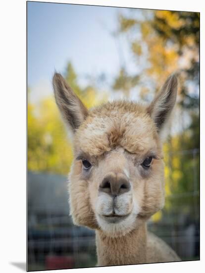 Usa, Washington State, Carnation. Alpaca.-Merrill Images-Mounted Premium Photographic Print