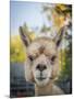 Usa, Washington State, Carnation. Alpaca.-Merrill Images-Mounted Premium Photographic Print