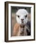 Usa, Washington State, Carnation. Alpaca.-Merrill Images-Framed Premium Photographic Print