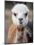 Usa, Washington State, Carnation. Alpaca.-Merrill Images-Mounted Premium Photographic Print