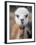 Usa, Washington State, Carnation. Alpaca.-Merrill Images-Framed Photographic Print