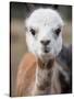 Usa, Washington State, Carnation. Alpaca.-Merrill Images-Stretched Canvas