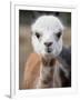 Usa, Washington State, Carnation. Alpaca.-Merrill Images-Framed Photographic Print