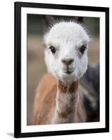 Usa, Washington State, Carnation. Alpaca.-Merrill Images-Framed Photographic Print