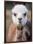 Usa, Washington State, Carnation. Alpaca.-Merrill Images-Framed Photographic Print