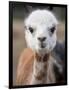 Usa, Washington State, Carnation. Alpaca.-Merrill Images-Framed Photographic Print