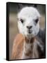 Usa, Washington State, Carnation. Alpaca.-Merrill Images-Framed Stretched Canvas