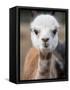 Usa, Washington State, Carnation. Alpaca.-Merrill Images-Framed Stretched Canvas