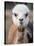 Usa, Washington State, Carnation. Alpaca.-Merrill Images-Stretched Canvas