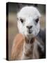 Usa, Washington State, Carnation. Alpaca.-Merrill Images-Stretched Canvas