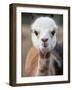 Usa, Washington State, Carnation. Alpaca.-Merrill Images-Framed Photographic Print