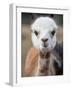 Usa, Washington State, Carnation. Alpaca.-Merrill Images-Framed Photographic Print