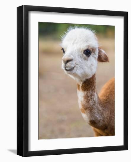 Usa, Washington State, Carnation. Alpaca.-Merrill Images-Framed Photographic Print