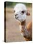 Usa, Washington State, Carnation. Alpaca.-Merrill Images-Stretched Canvas