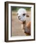 Usa, Washington State, Carnation. Alpaca.-Merrill Images-Framed Premium Photographic Print