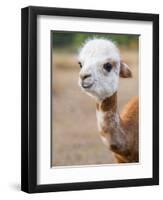 Usa, Washington State, Carnation. Alpaca.-Merrill Images-Framed Premium Photographic Print