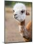 Usa, Washington State, Carnation. Alpaca.-Merrill Images-Mounted Premium Photographic Print