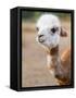 Usa, Washington State, Carnation. Alpaca.-Merrill Images-Framed Stretched Canvas