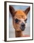 Usa, Washington State, Carnation. Alpaca.-Merrill Images-Framed Photographic Print