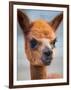 Usa, Washington State, Carnation. Alpaca.-Merrill Images-Framed Photographic Print