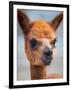 Usa, Washington State, Carnation. Alpaca.-Merrill Images-Framed Photographic Print