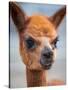 Usa, Washington State, Carnation. Alpaca.-Merrill Images-Stretched Canvas