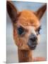 Usa, Washington State, Carnation. Alpaca.-Merrill Images-Mounted Photographic Print