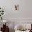 Usa, Washington State, Carnation. Alpaca.-Merrill Images-Photographic Print displayed on a wall