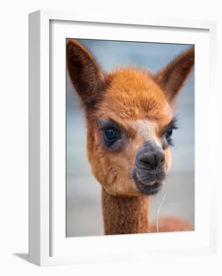 Usa, Washington State, Carnation. Alpaca.-Merrill Images-Framed Photographic Print