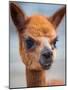 Usa, Washington State, Carnation. Alpaca.-Merrill Images-Mounted Photographic Print