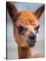 Usa, Washington State, Carnation. Alpaca.-Merrill Images-Stretched Canvas