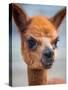 Usa, Washington State, Carnation. Alpaca.-Merrill Images-Stretched Canvas