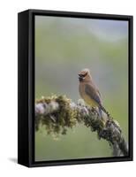 USA, Washington State. Cedar Waxwing calling from perch in western Washington.-Gary Luhm-Framed Stretched Canvas