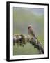 USA, Washington State. Cedar Waxwing calling from perch in western Washington.-Gary Luhm-Framed Photographic Print