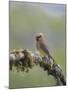 USA, Washington State. Cedar Waxwing calling from perch in western Washington.-Gary Luhm-Mounted Photographic Print